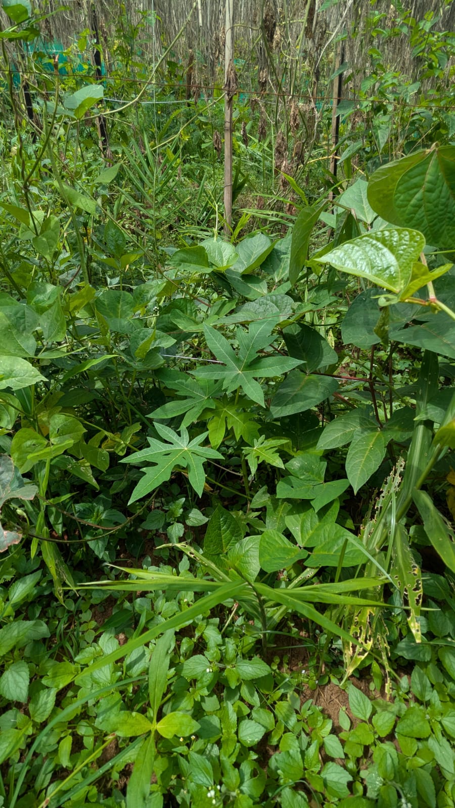 Aakash Chaurasiya Model of Vegetable Farming: A Practical Proof That Climate-Resilient, Commercial Organic Farming is Possible